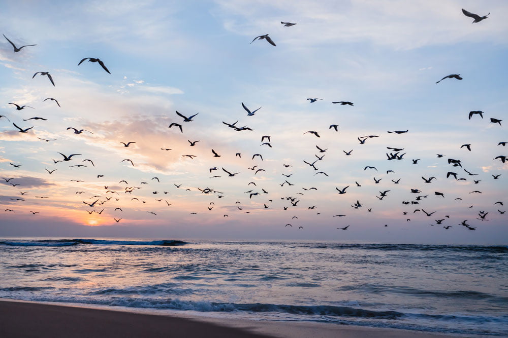 Sea birds flying above a beach.