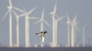 Seabird flying in front of offshore wind turbines.
