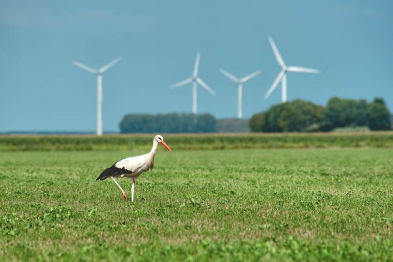 Stork in a field, with wind turbines in the background.
