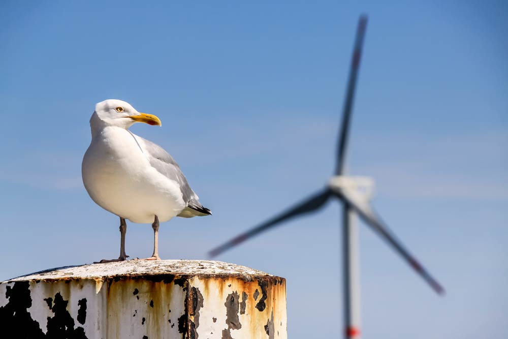 Seagull with wind turbine in the background.